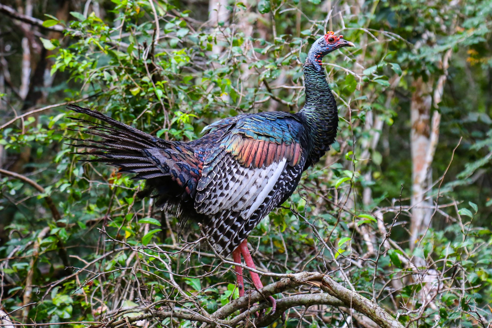 Ocellated Turkey, Campeche, Mexico