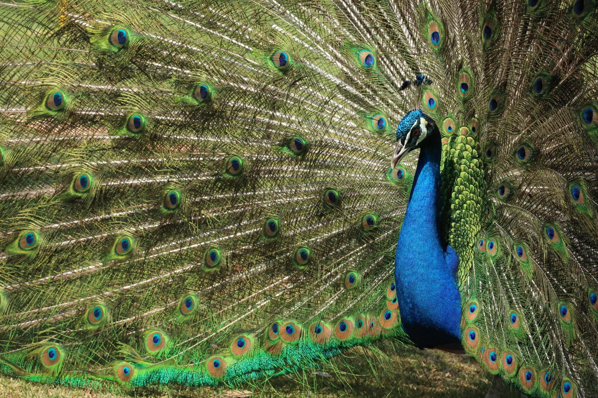 Peacock, Museo Dolores Olmedo, Mexico City, Mexico