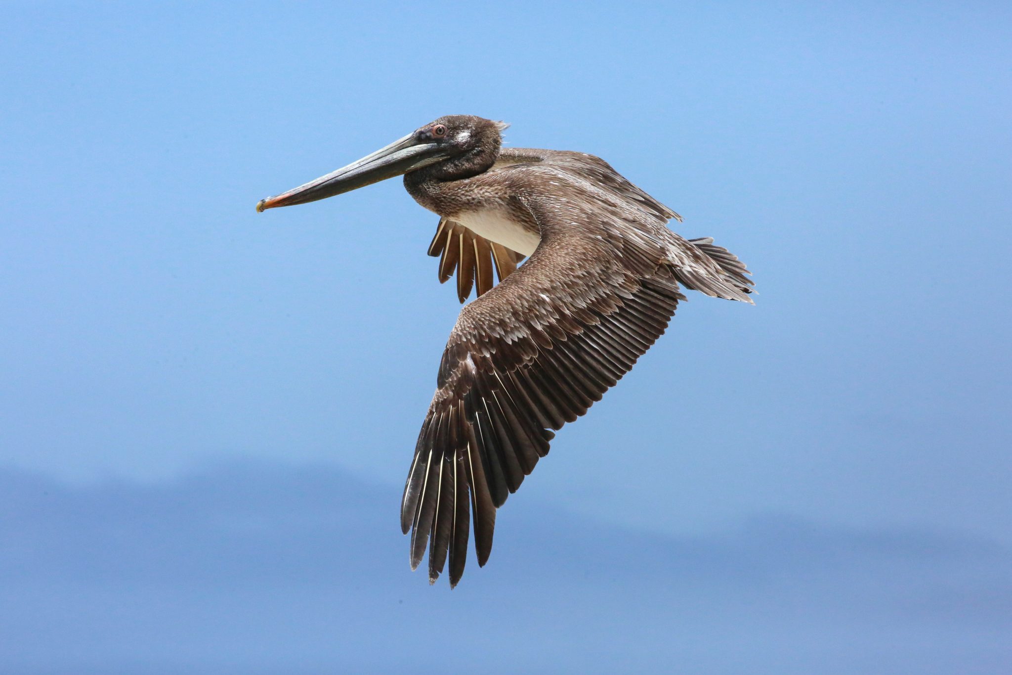 Pelican, Baja California, Mexico
