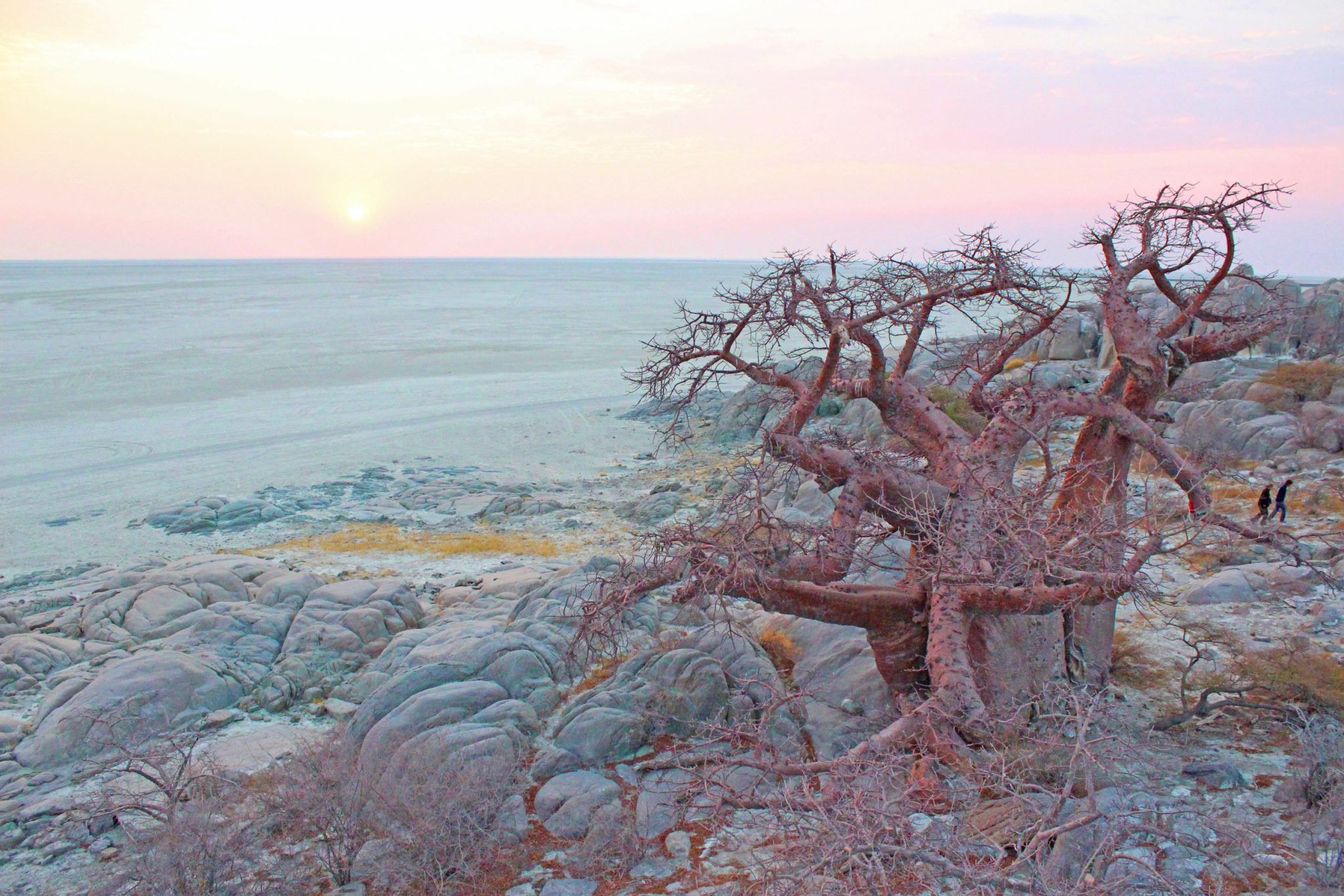 Kubu Island, Makgadikgadi Pans, Botswana