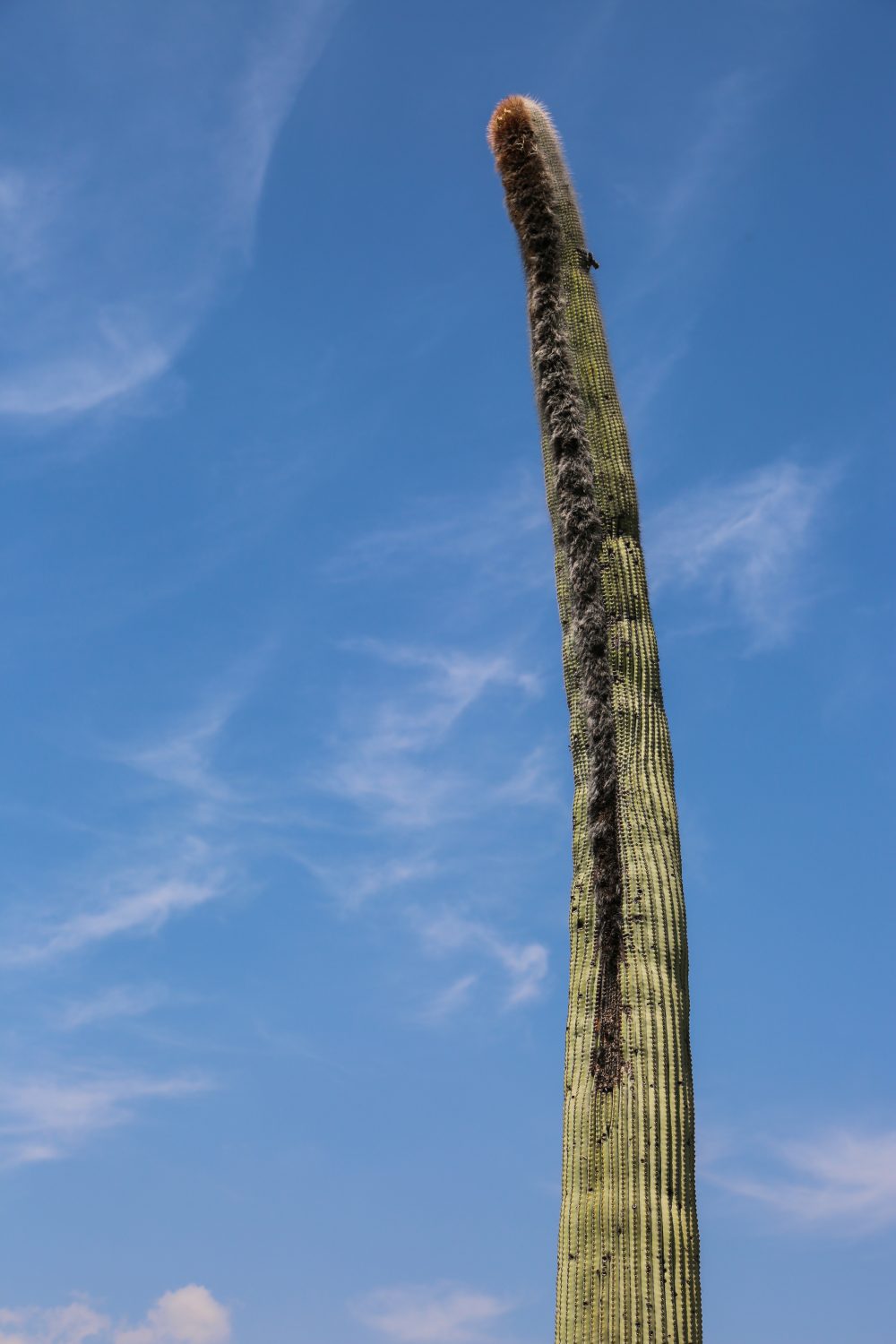 Vijieto, Tehuacán-Cuicatlán, Puebla, Mexico