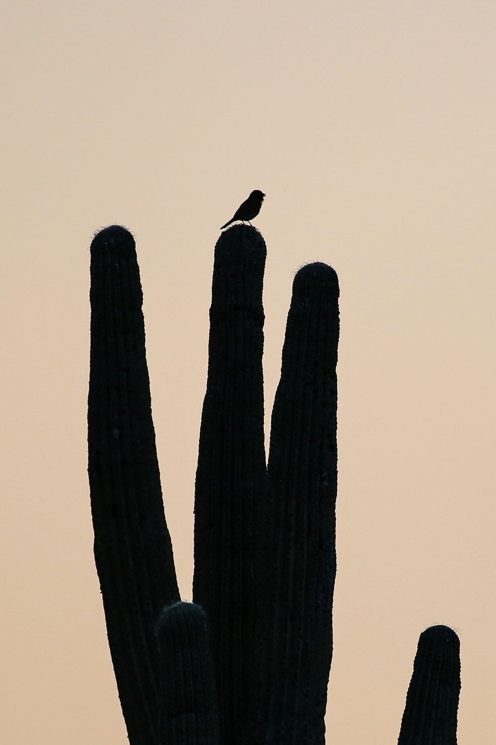 Finch, Tehuacán-Cuicatlán biosphere reserve, Puebla, Mexico