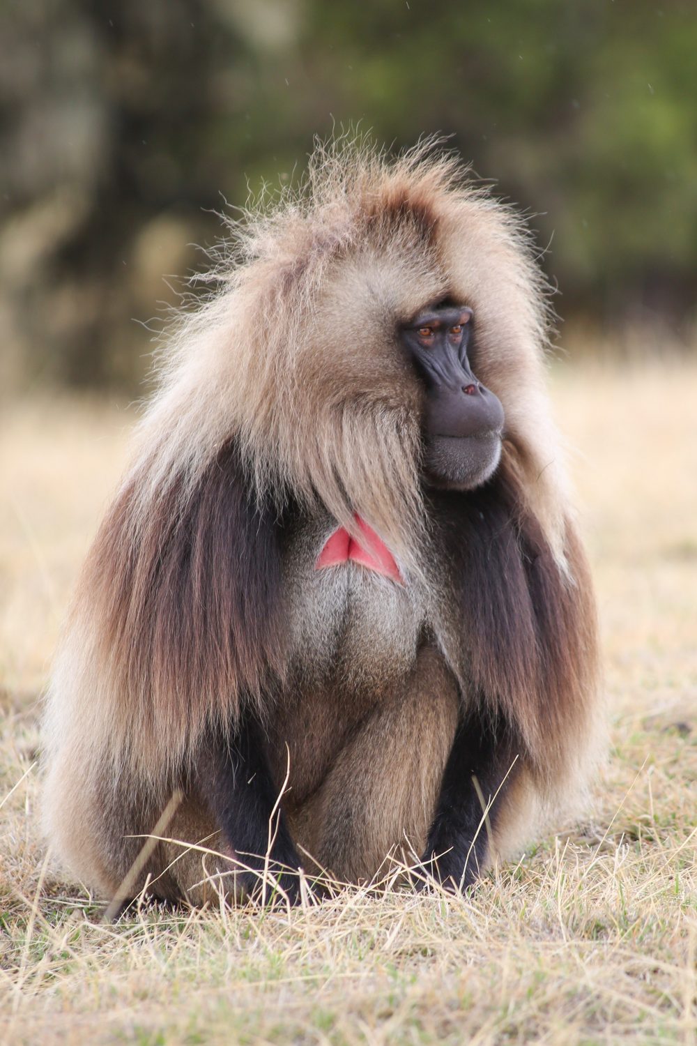 Gelada monkey, Simien Mountains National Park, Ethiopia