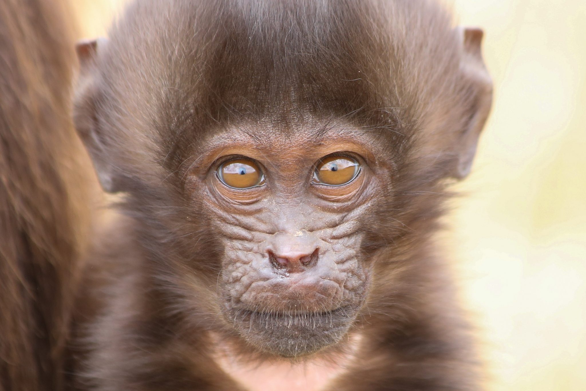 Gelada monkey, Simien Mountains National Park, Ethiopia