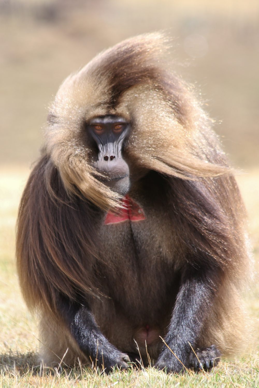 Gelada monkey, Simien Mountains National Park, Ethiopia