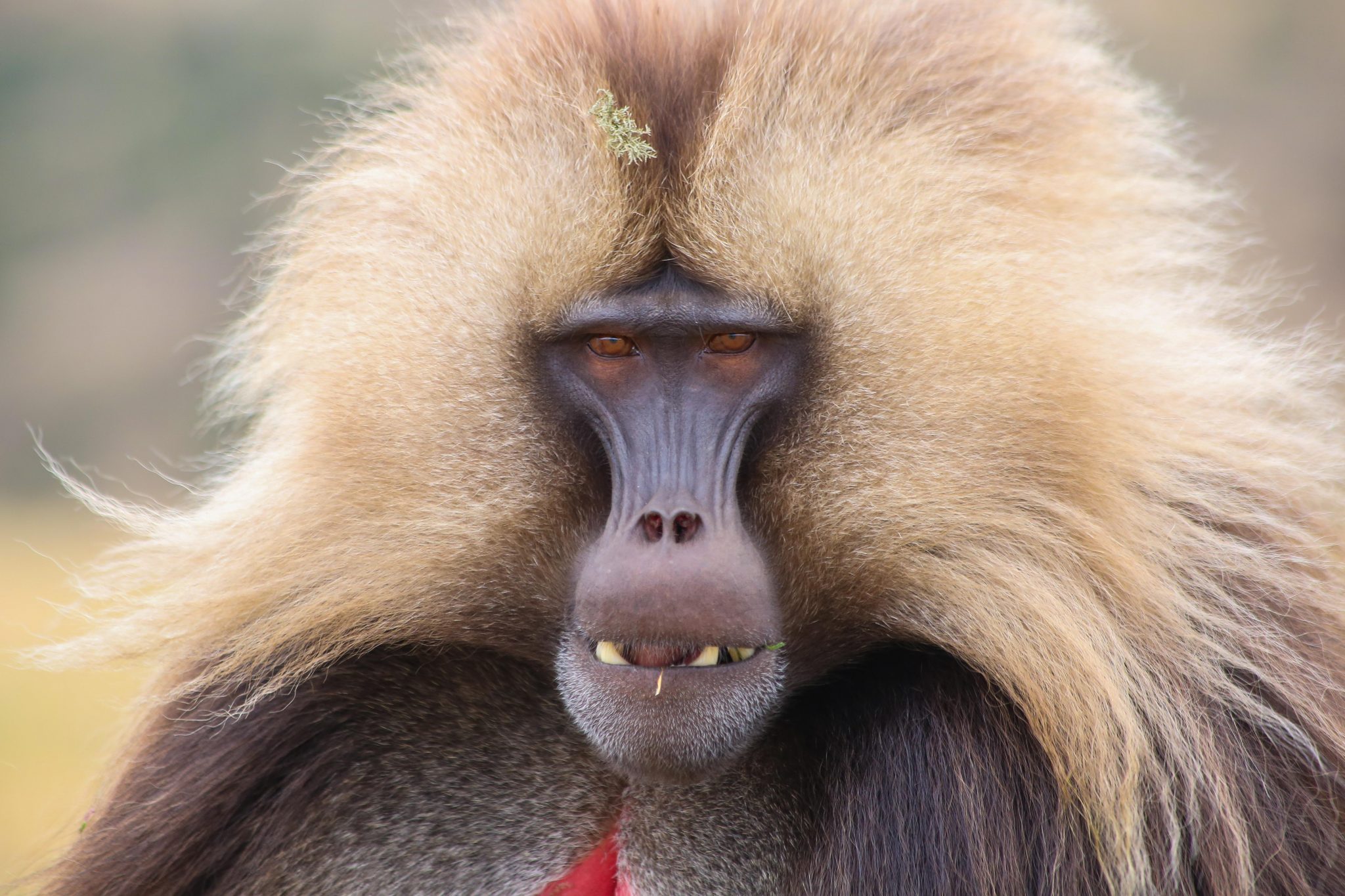 Gelada monkey, Simien Mountains National Park, Ethiopia