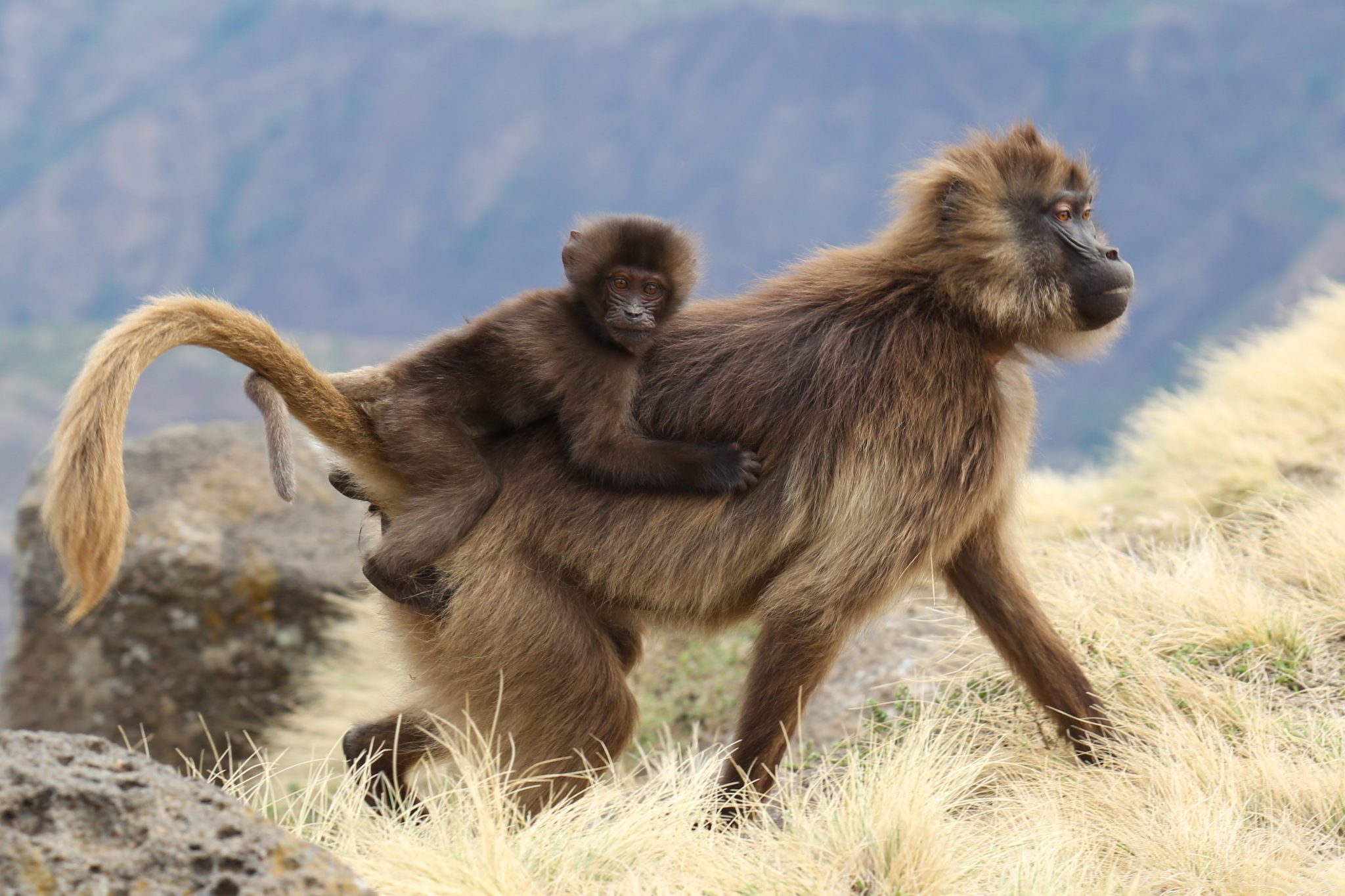 Gelada monkeys, Simien Mountains National Park, Ethiopia