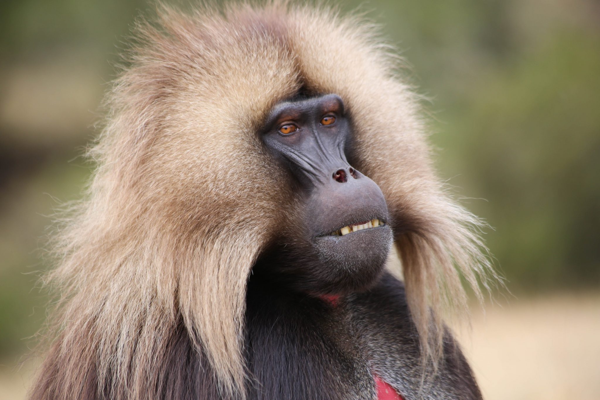 Gelada monkey, Simien Mountains National Park, Ethiopia