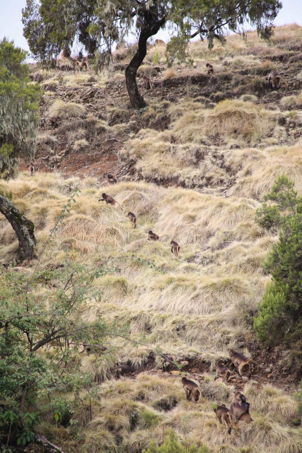 Gelada monkey, Simien Mountains National Park, Ethiopia