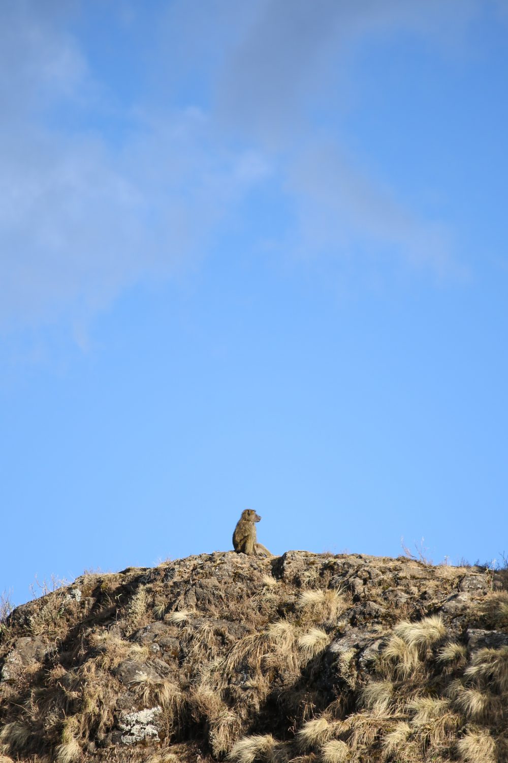 Gelada monkey, Simien Mountains National Park, Ethiopia