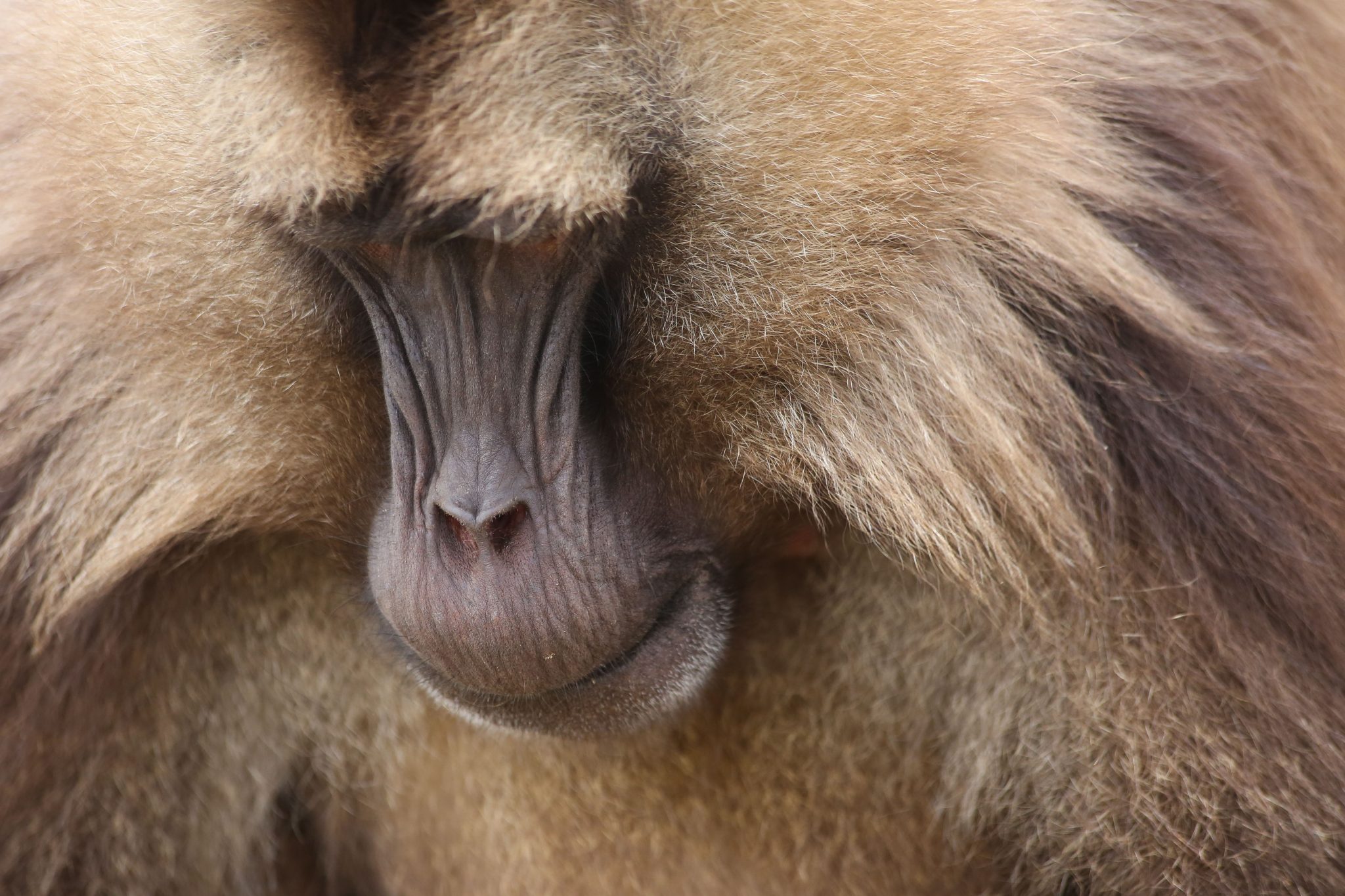 Gelada monkey, Simien Mountains National Park, Ethiopia