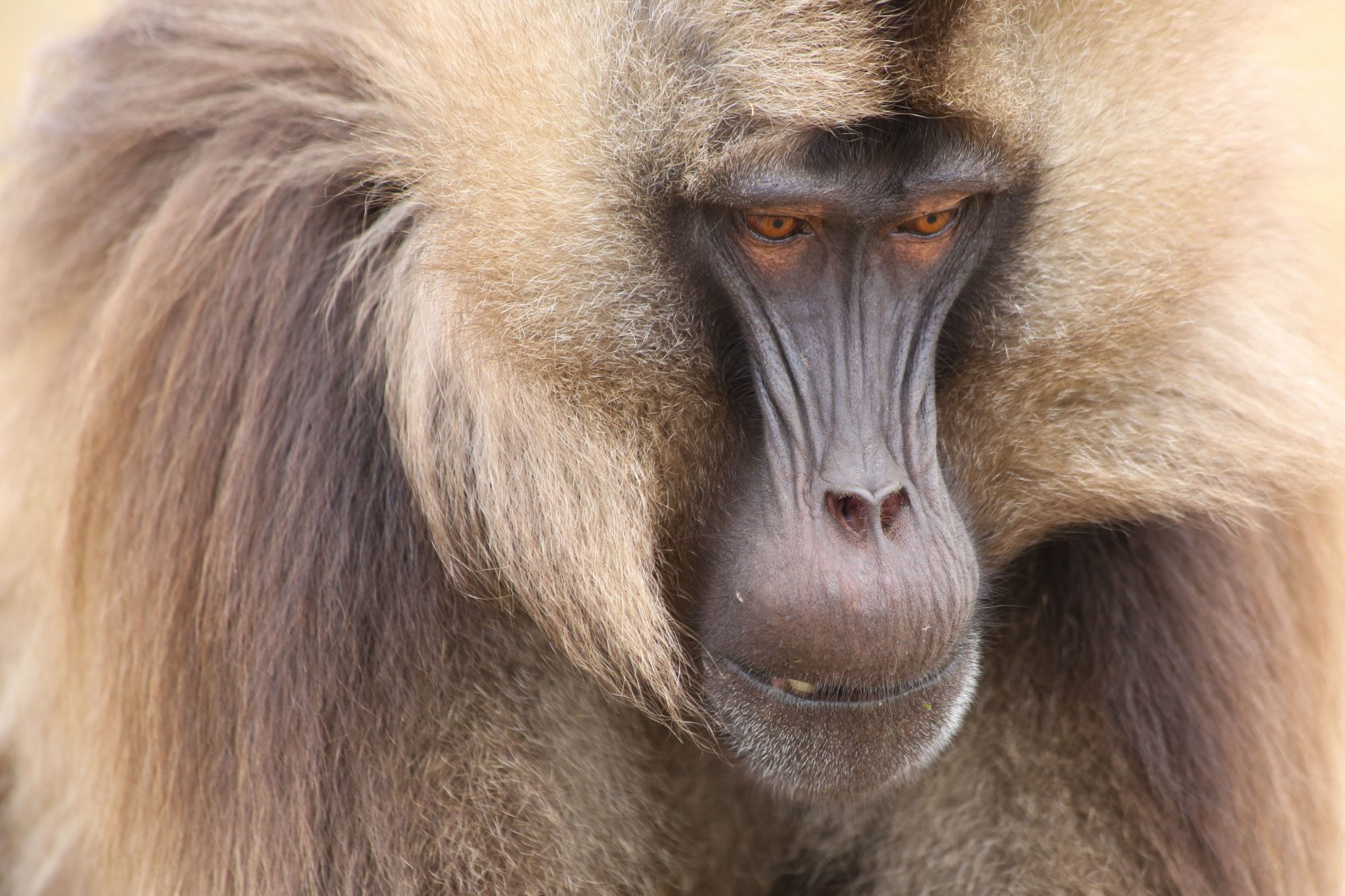 Gelada monkey, Simien Mountains National Park, Ethiopia