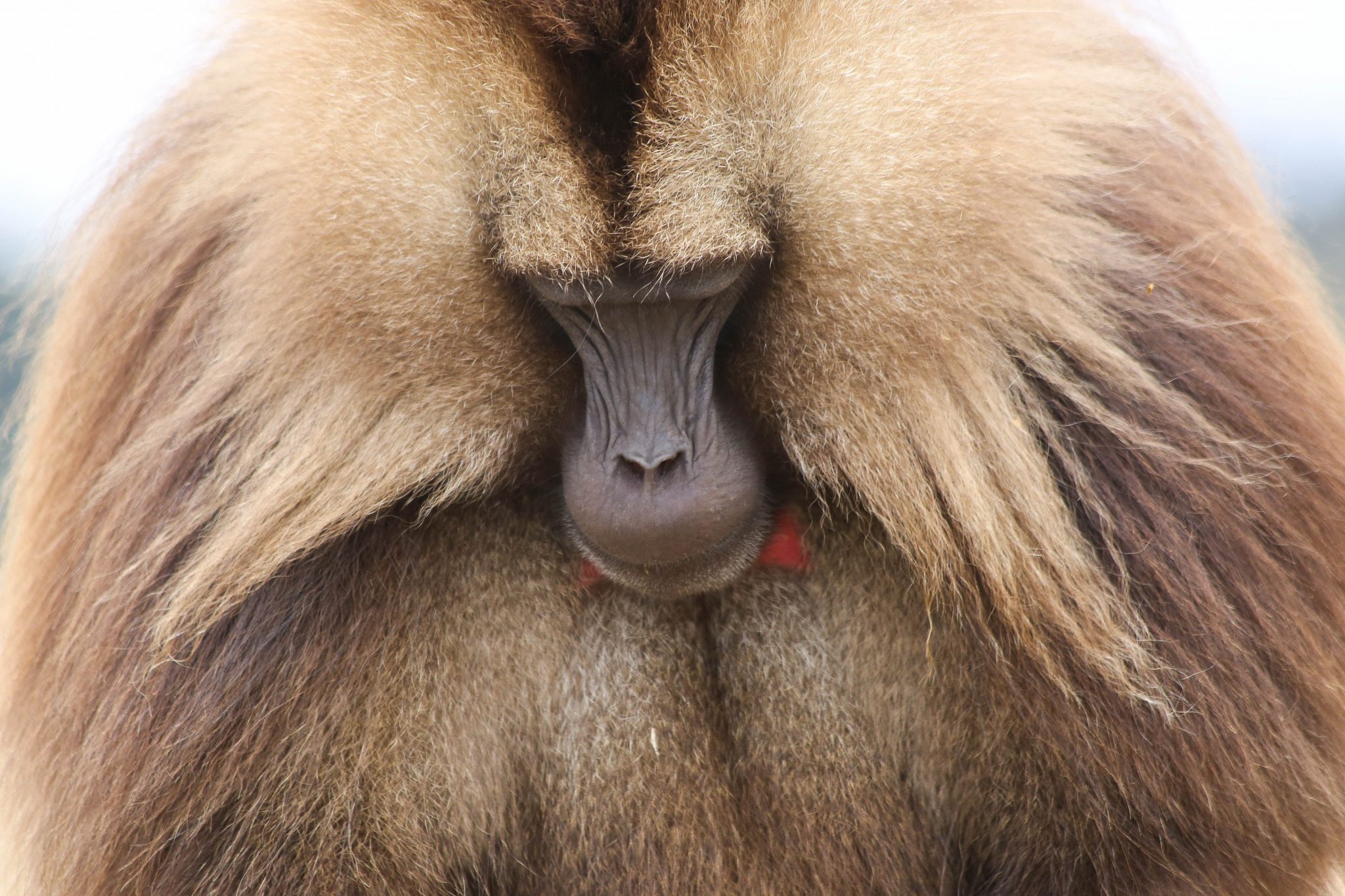Gelada monkey, Simien Mountains National Park, Ethiopia