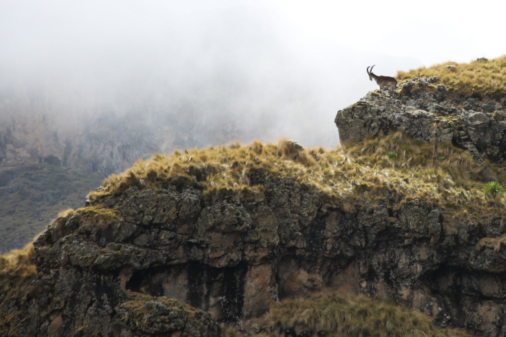 Walia Ibex, Simien Mountains National Park, Ethiopia