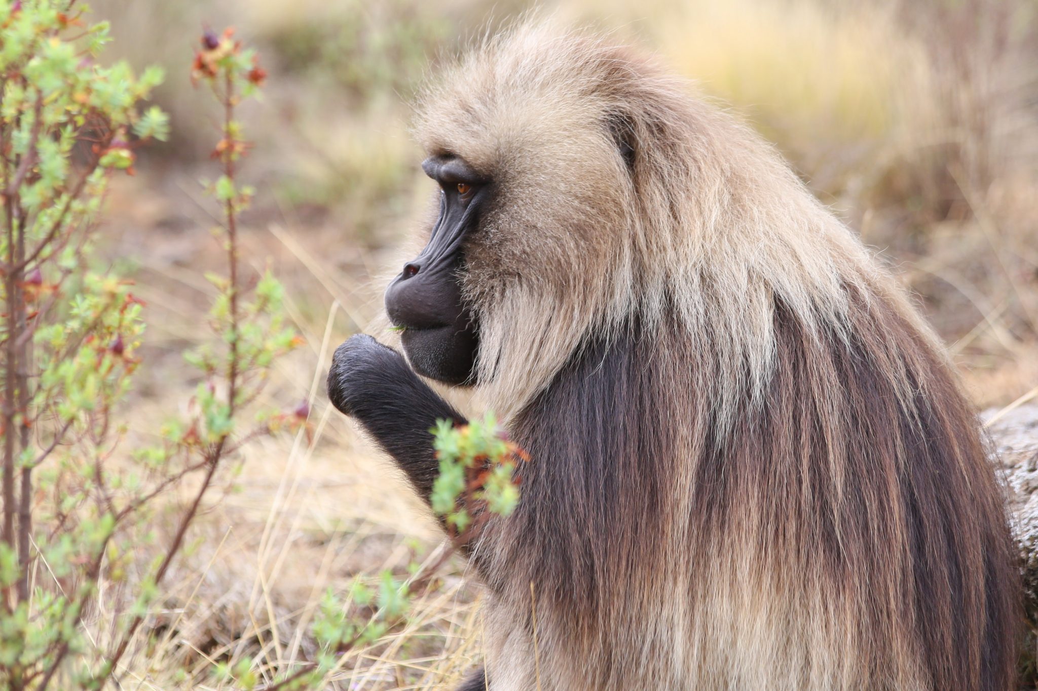 Gelada monkey, Simien Mountains National Park, Ethiopia