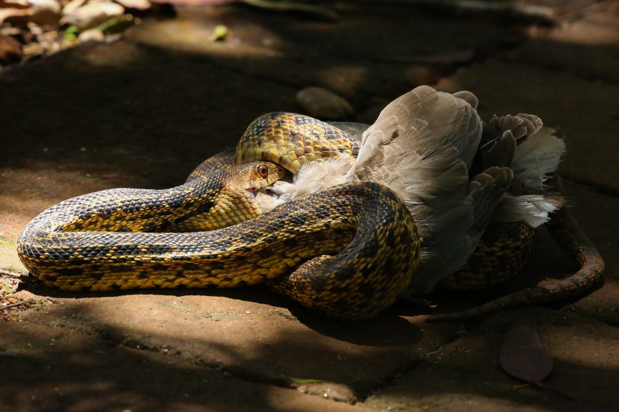 Snake and pigeon, Tecate, Mexico