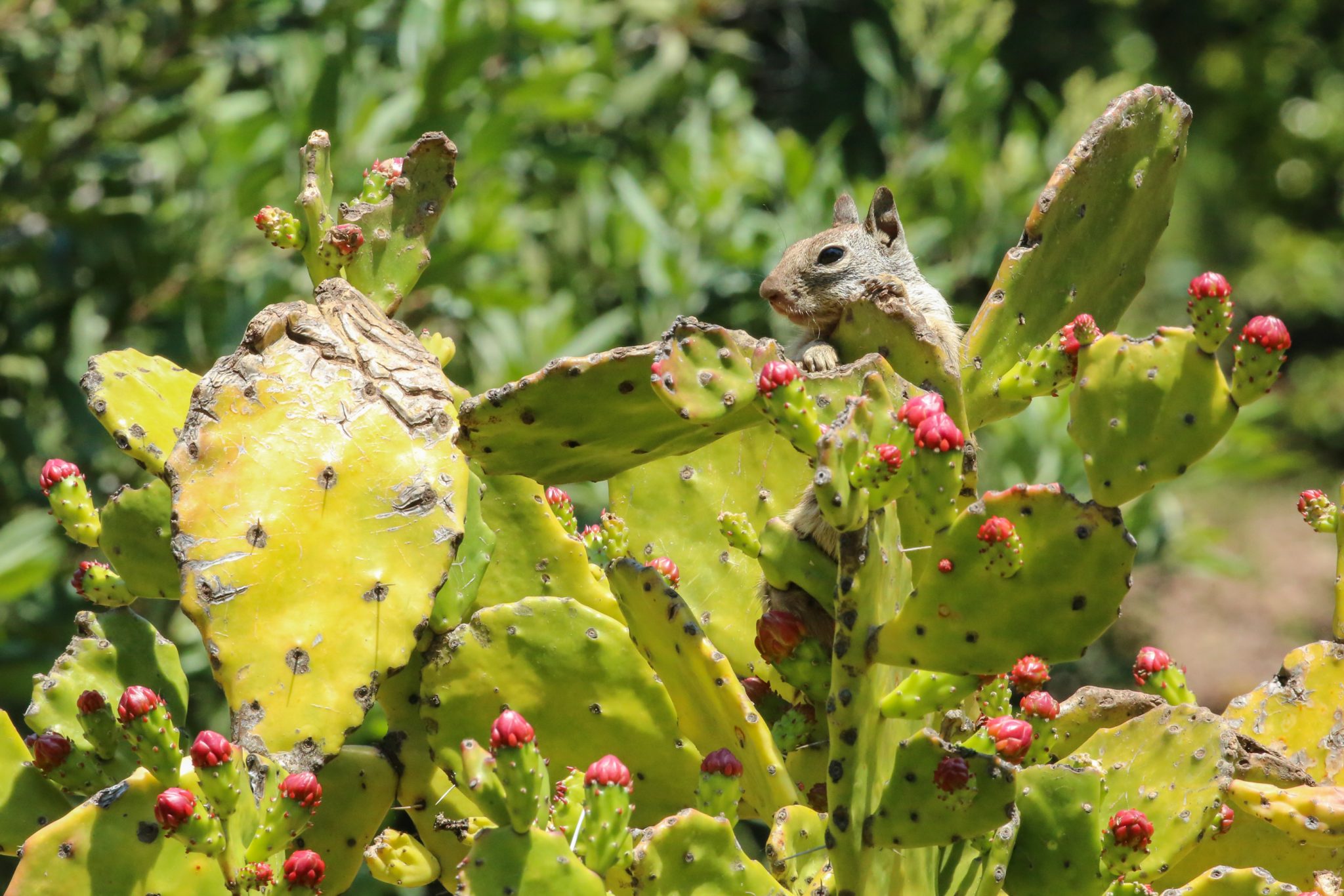 Squirrel, Tecate, Mexico