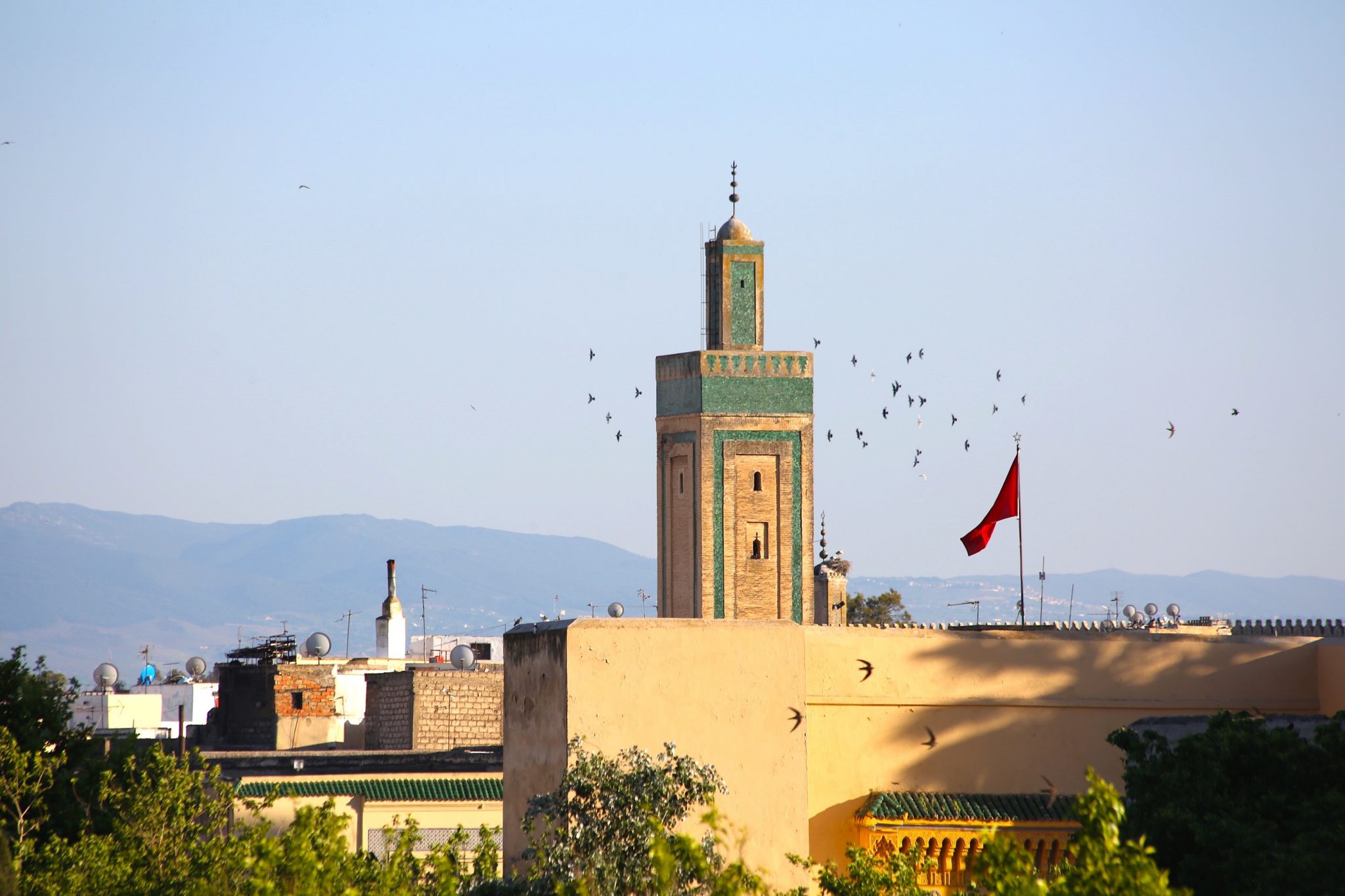 Swallows, Marrakech, Morocco