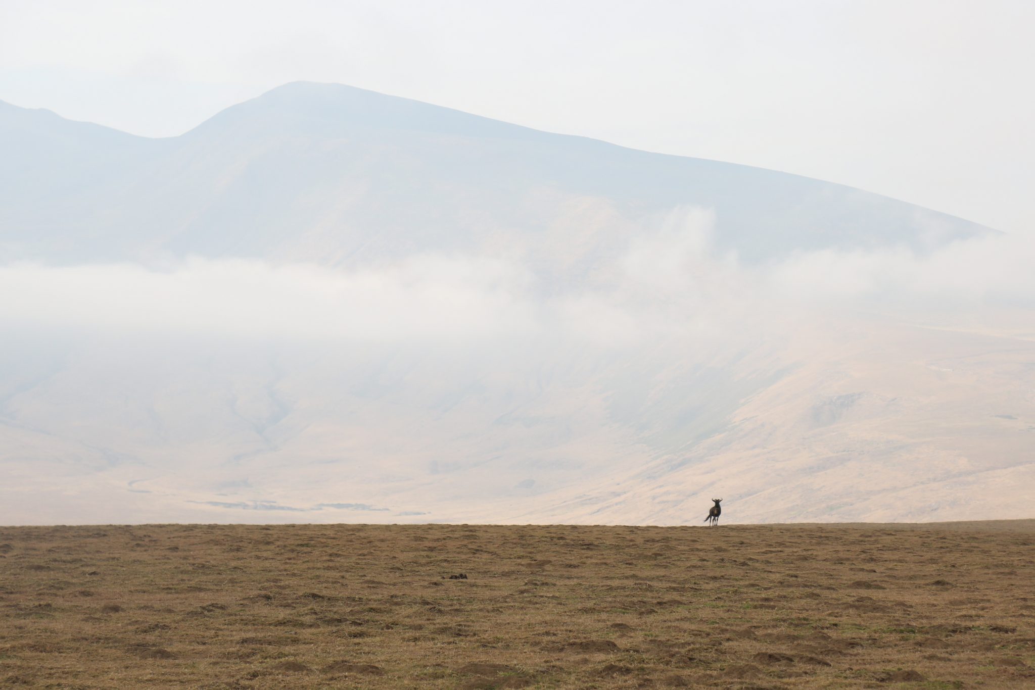 Wildebeest, Ngorongoro National Park, Tanzania