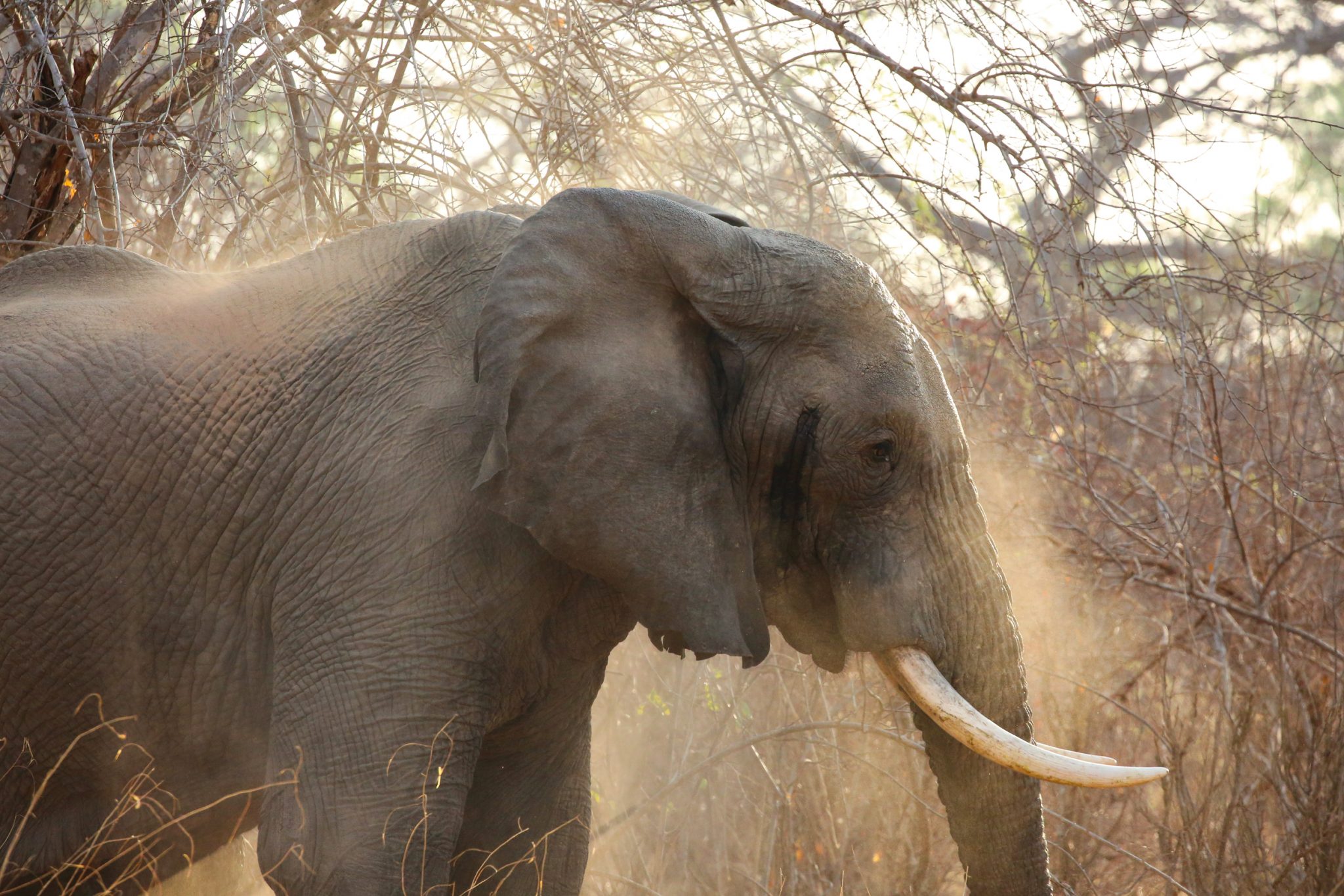 Elephant, Ruaha National Park, Tanzania