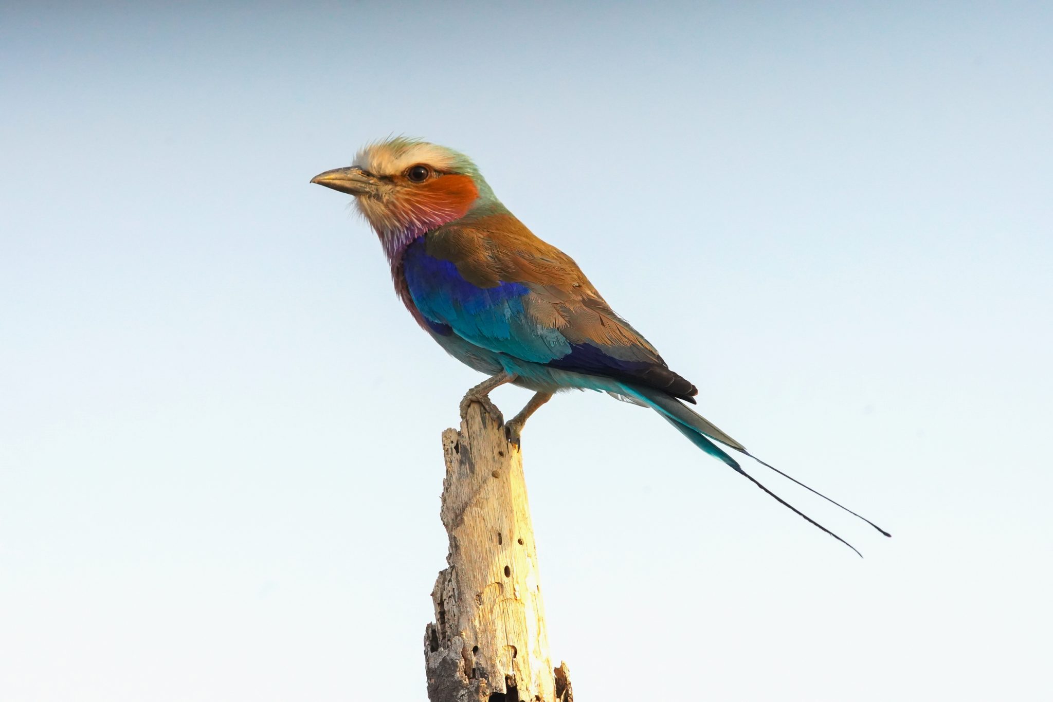 Birds