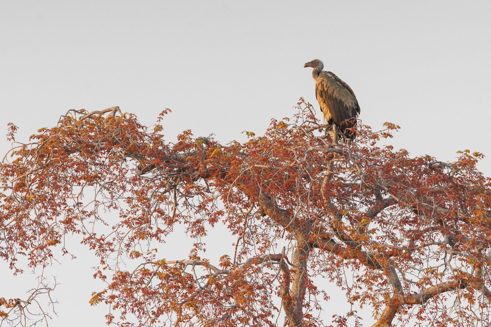 Hooded vulture, Selous Game Reserve, Tanzania