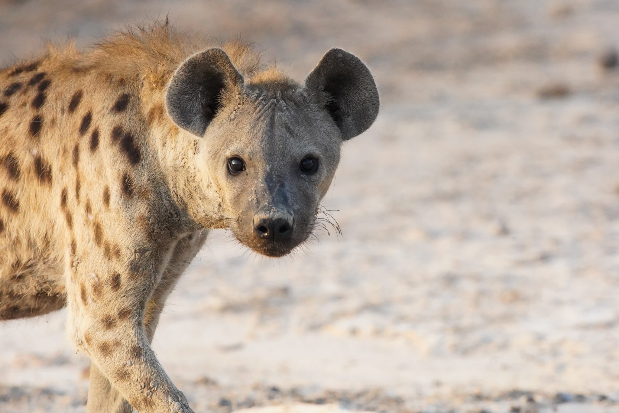 Hyena, Selous Game Reserve, Tanzania