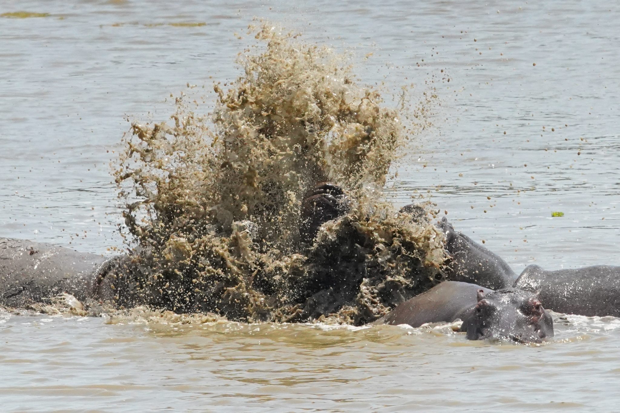 Hippos, Lake Nyamiruba in Selous Game Reserve, Tanzania