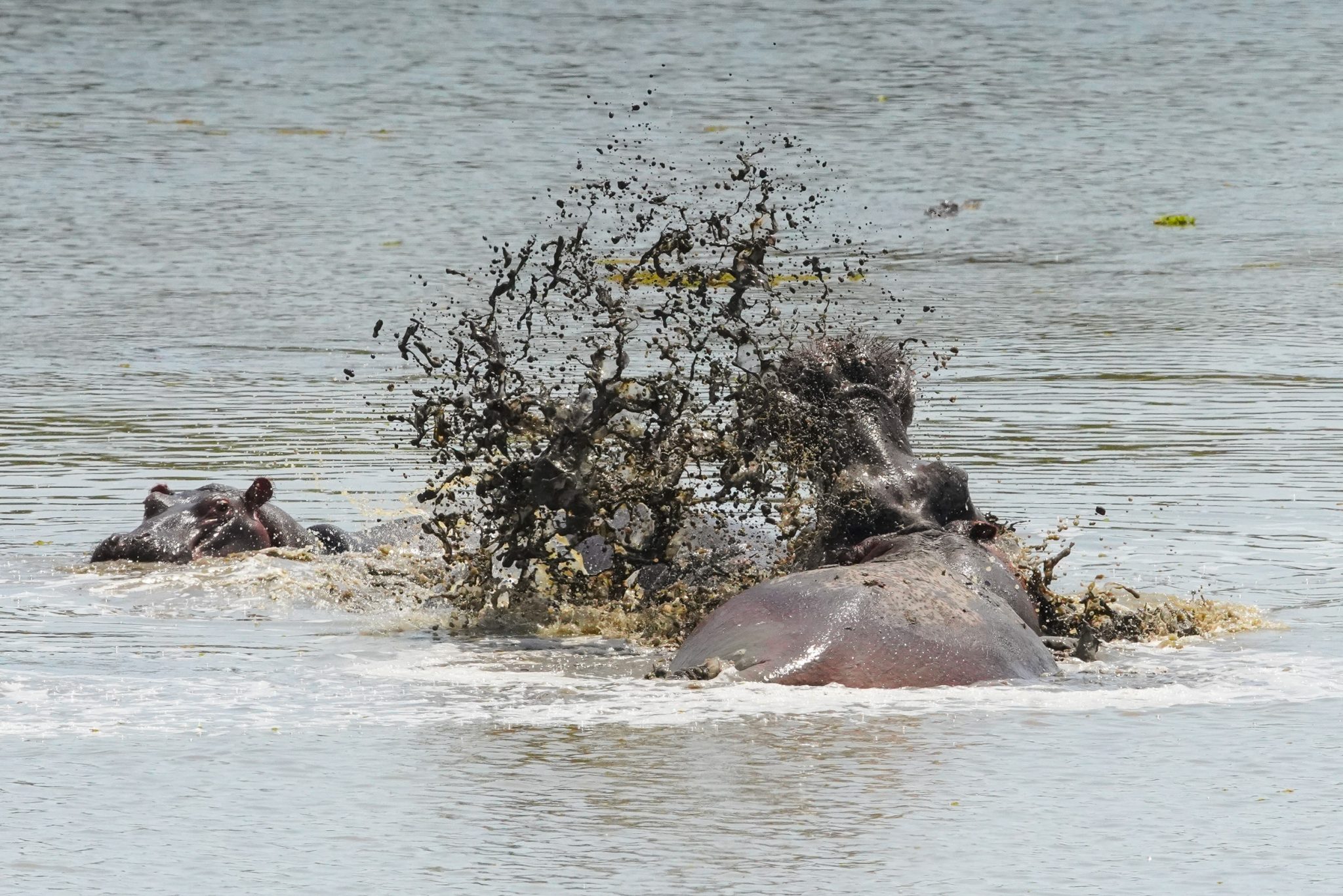 Hippos, Lake Nyamiruba, Selous Game Reserve, Tanzania