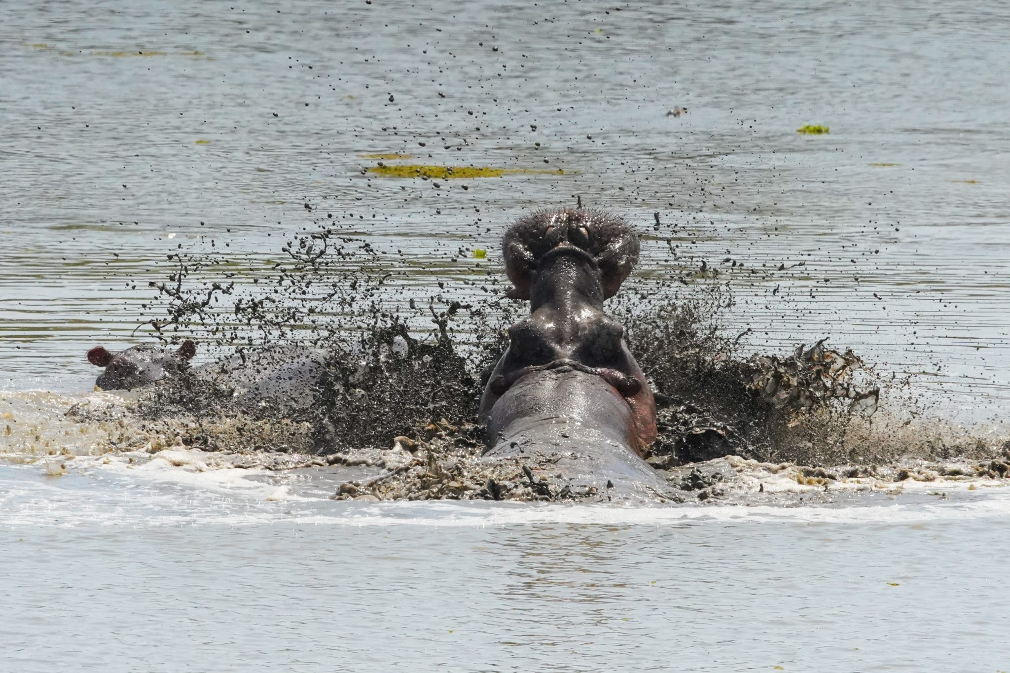 Hippos, Lake Nyamiruba, Selous Game Reserve, Tanzania