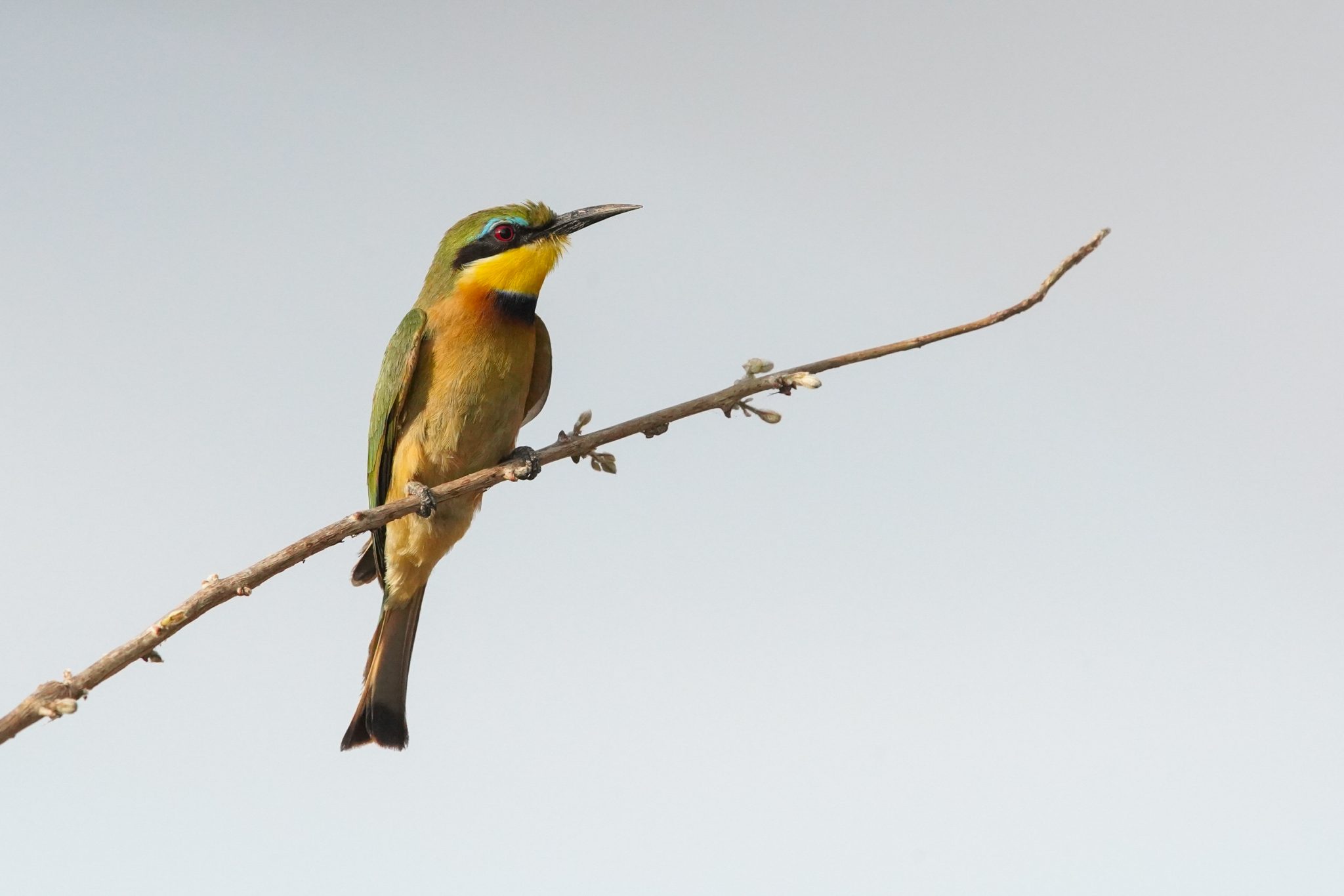 Green bee-eater, Selous Game Reserve, Tanzania
