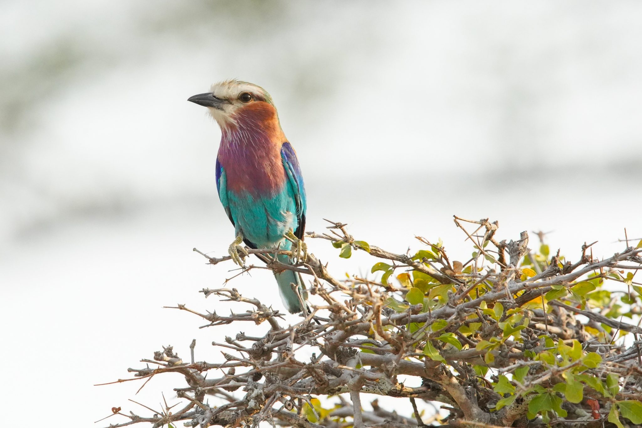 Lilac-breated roller, Selous Game Reserve, Tanzania
