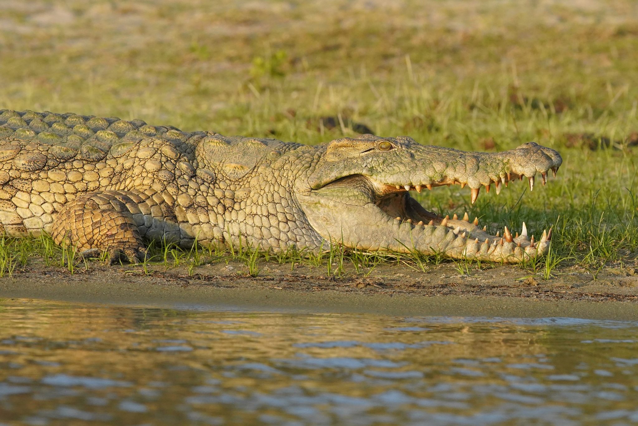 Crocodile, Lake Tagalala, Selous Game Reserve, Tanzania
