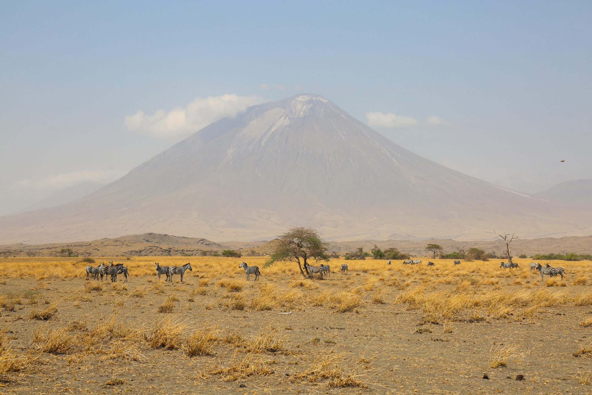 Zebra, Lengai volcano, Ngorongoro National Park, Tanzania