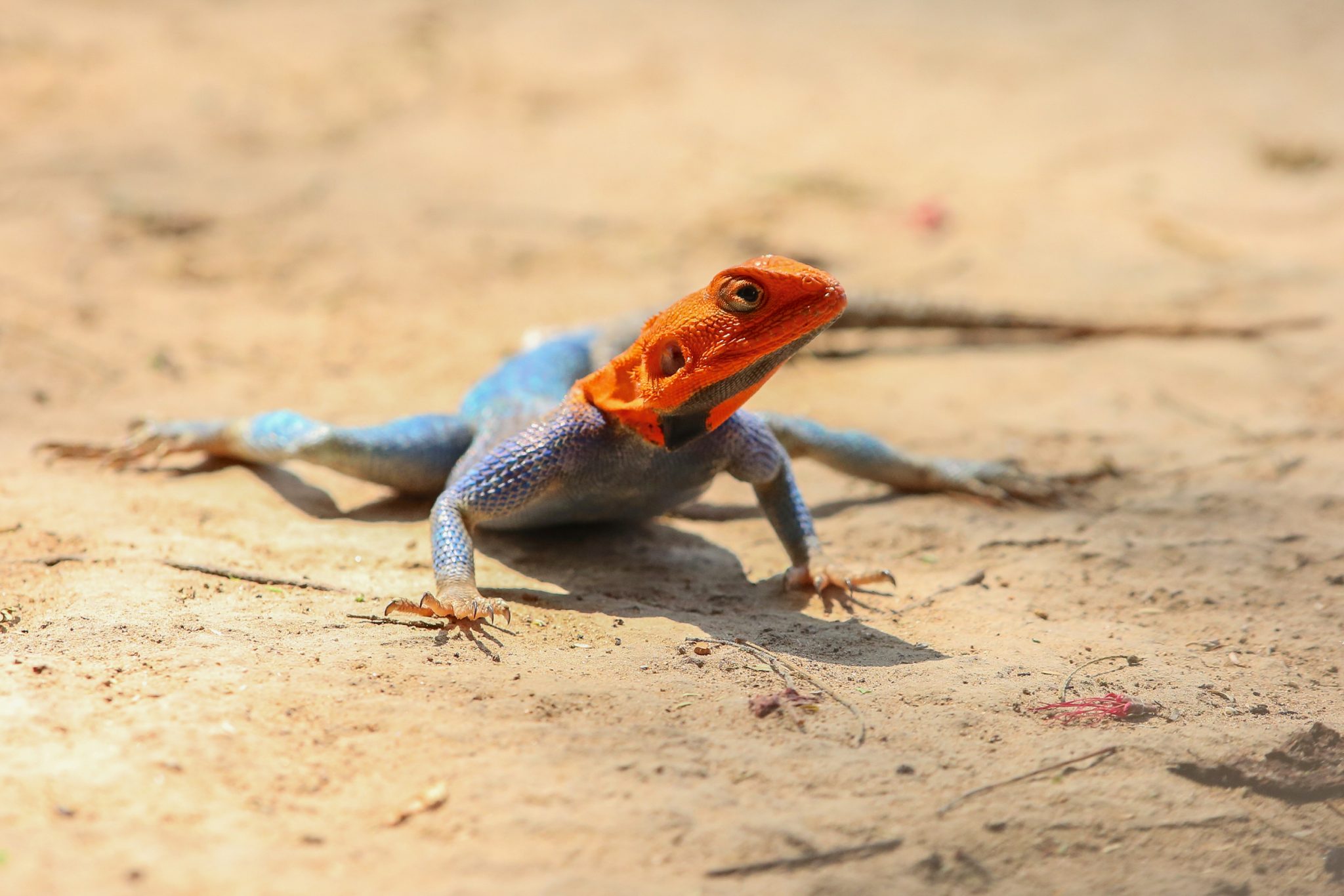 Rock agama, Ruaha National Park, Tanzania