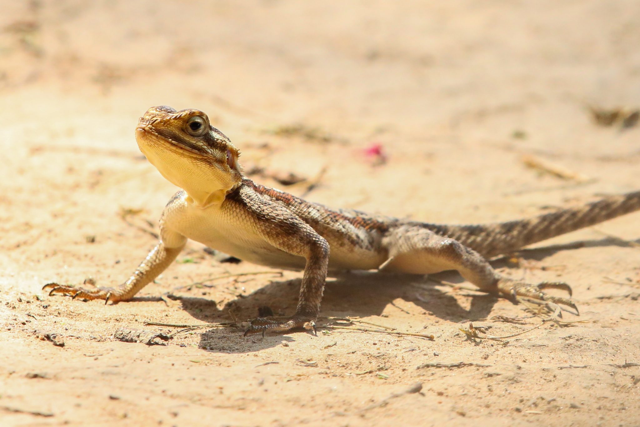 Rock agama, Ruaha National Park, Tanzania