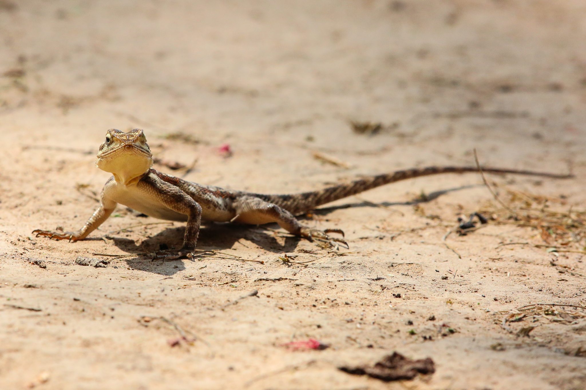 Rock agama, Ruaha National Park, Tanzania
