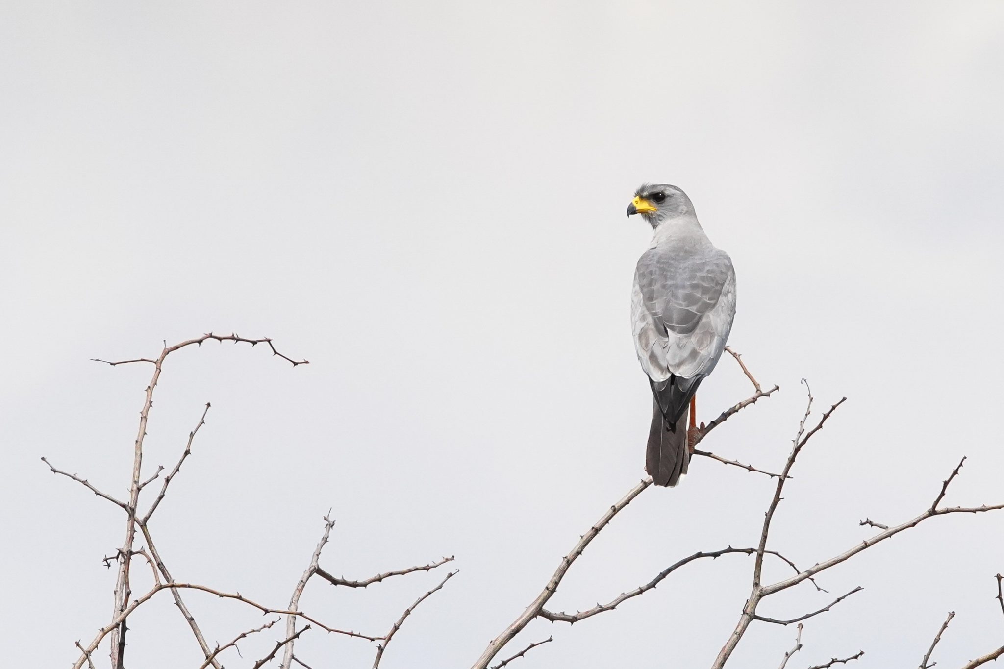 Eastern chanting goshawk, Ruaha National Park, Tanzania