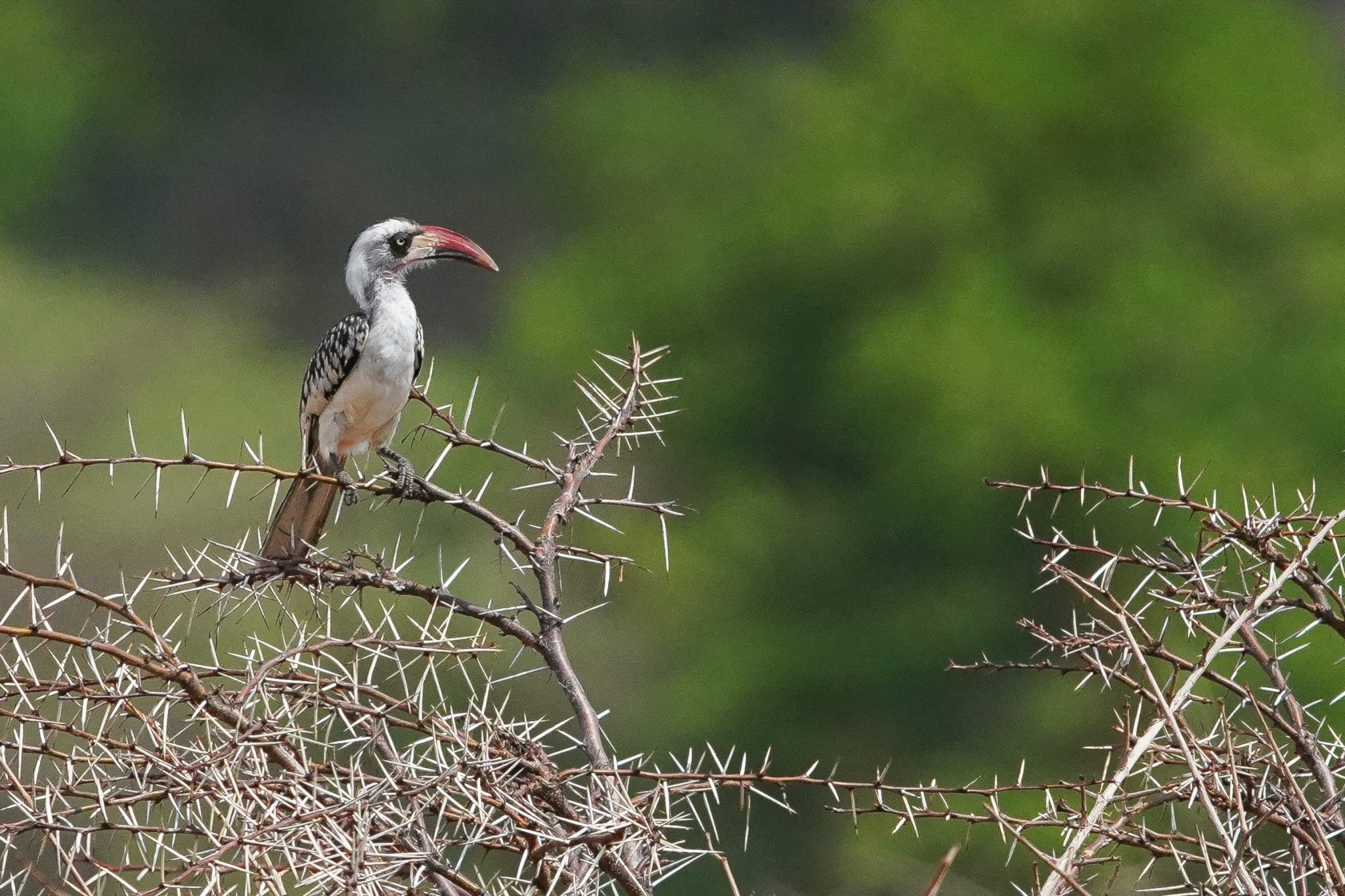Ruaha hornbill, Ruaha National Park, Tanzania