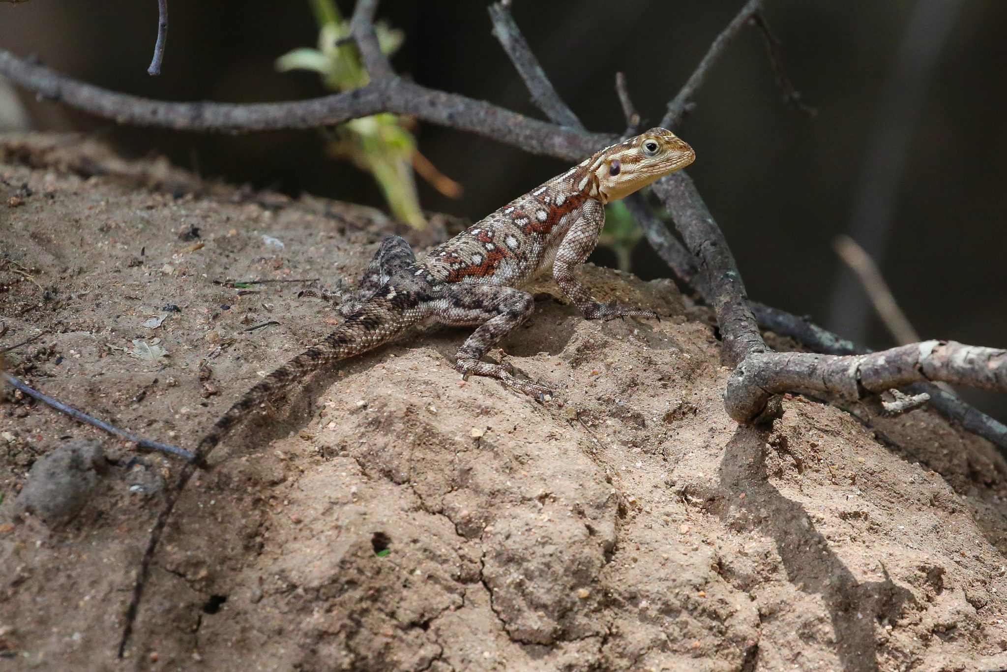 Rock agama, Ruaha National Park, Tanzania