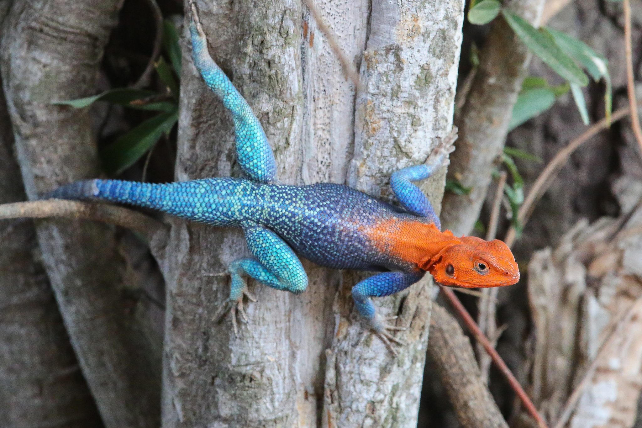 Rock agama, Ruaha National Park, Tanzania