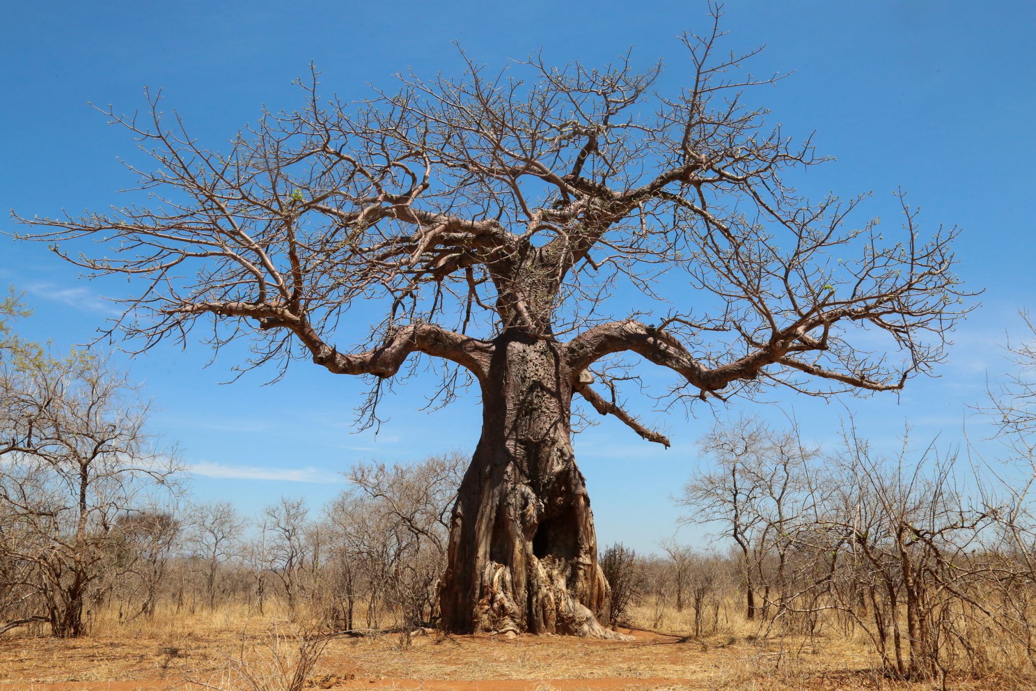 Baobab, Ruaha National Park, Tanzania