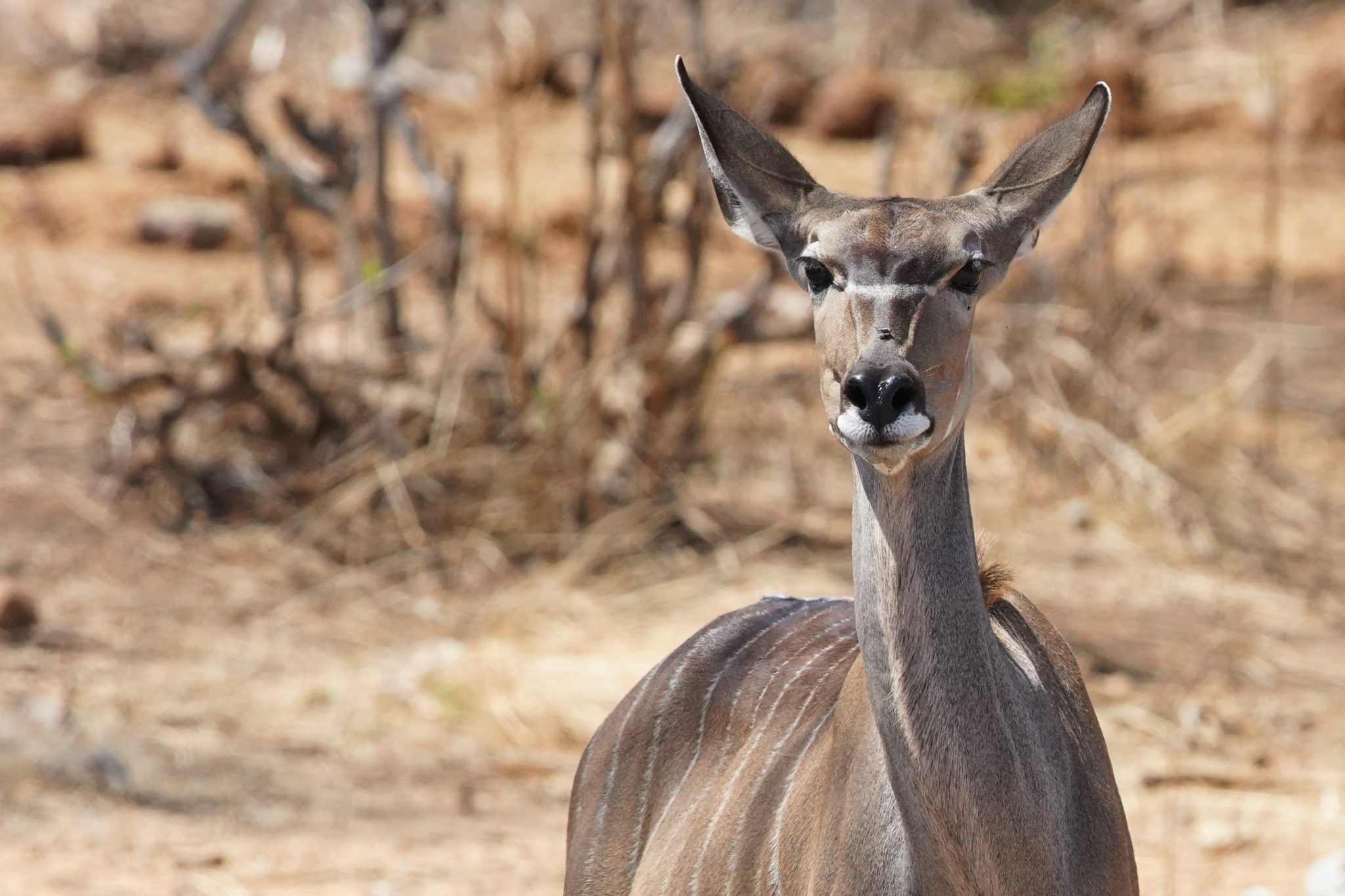 Kudu, Ruaha National Park, Tanzania