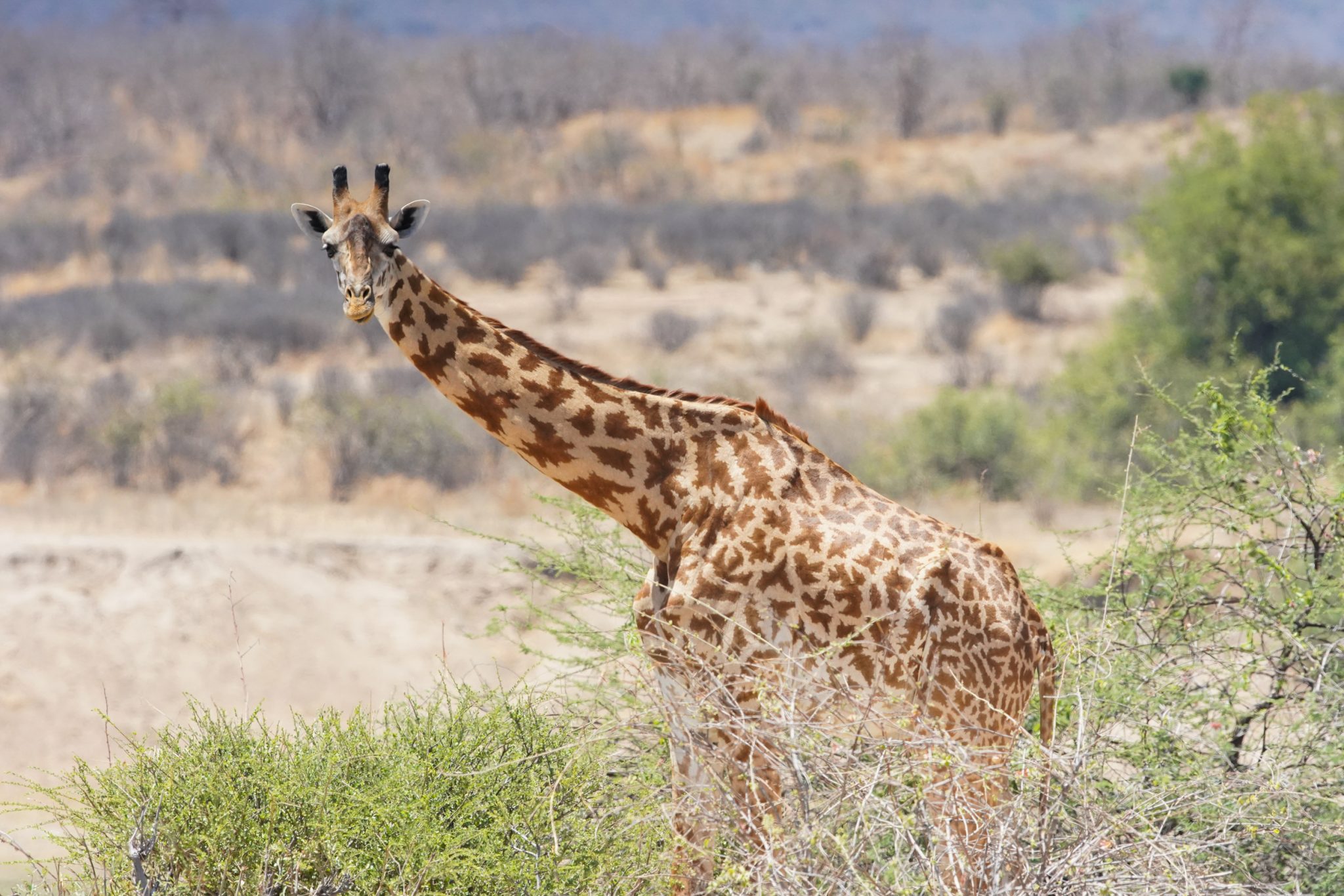 Masai giraffe, Ruaha National Park, Tanzania