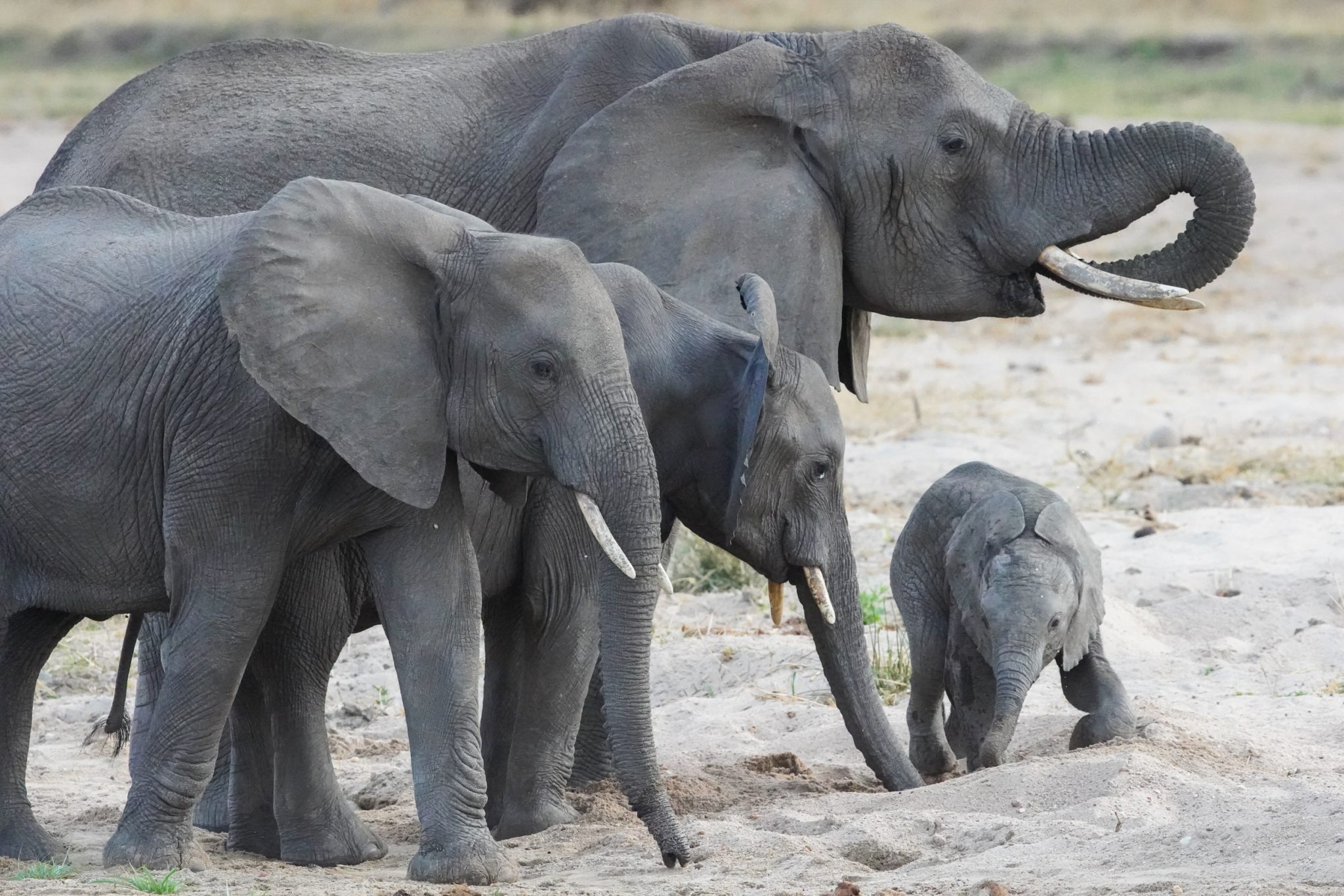 Elephants, Ruaha National Park, Tanzania