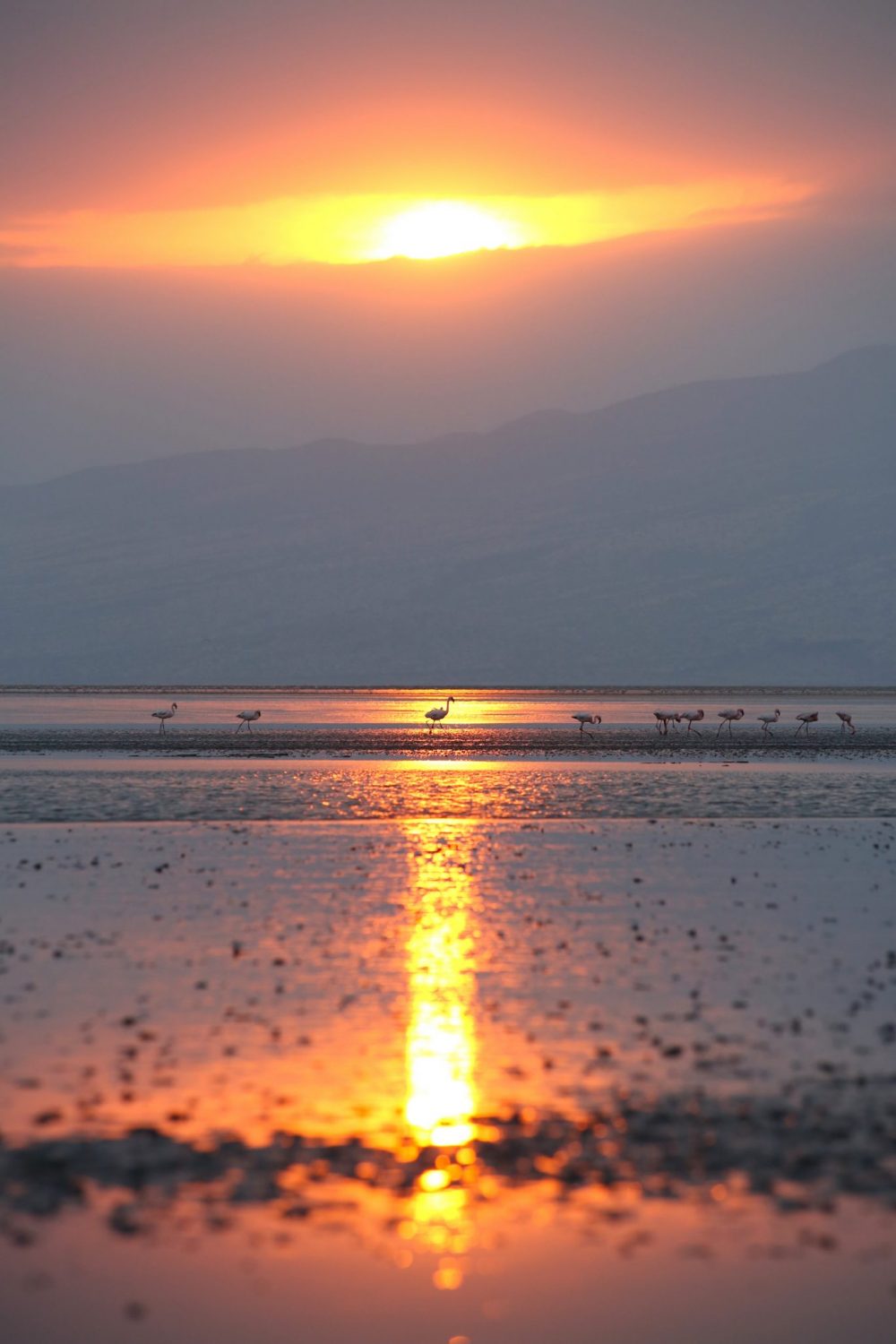 Flamingoes, Lake Natron, Tanzania
