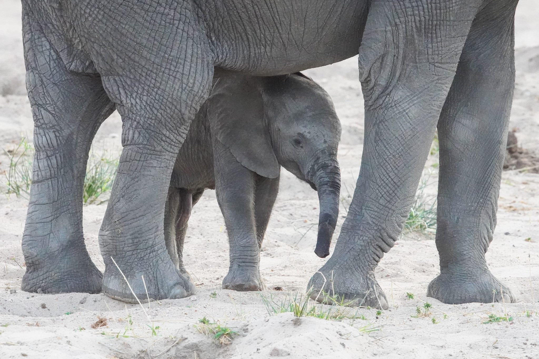 Infant elephant, Mwagusi river, Ruaha National Park, Tanzania