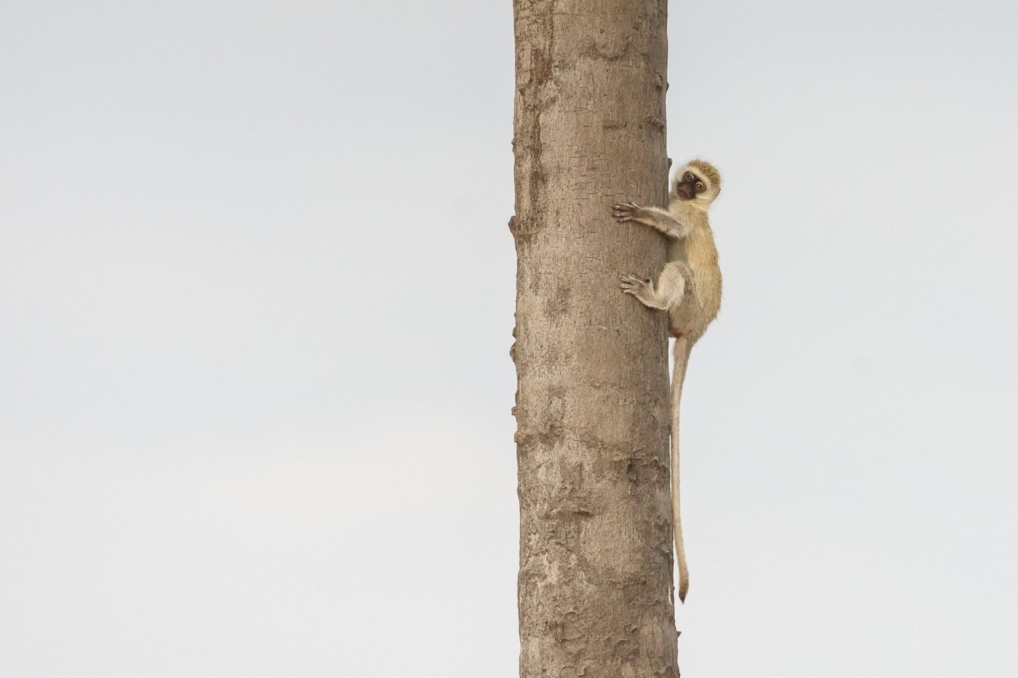 Vervet monkey, Ruaha National Park, Tanzania