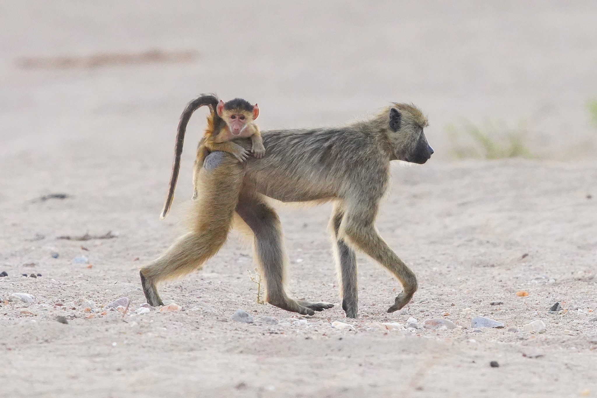 Vervet monkeys, Ruaha National Park, Tanzania