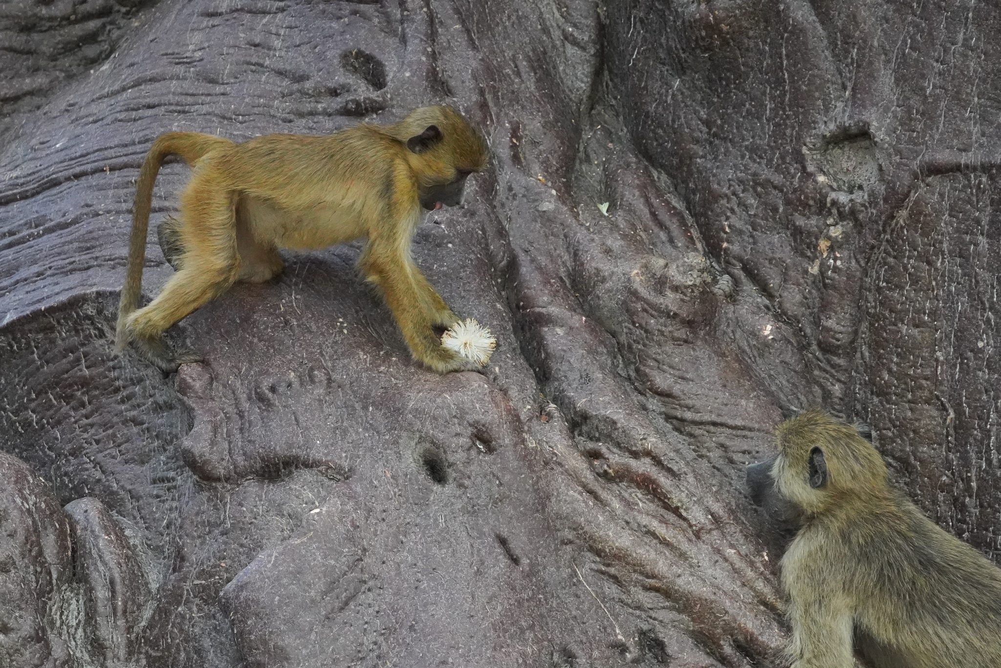 Baboons, Ruaha National Park, Tanzania